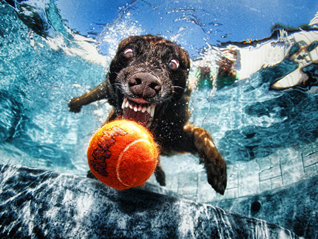 Dogs-Underwater-002.jpg 