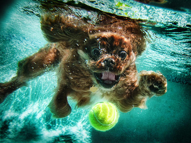 Dogs-Underwater-007.jpg 