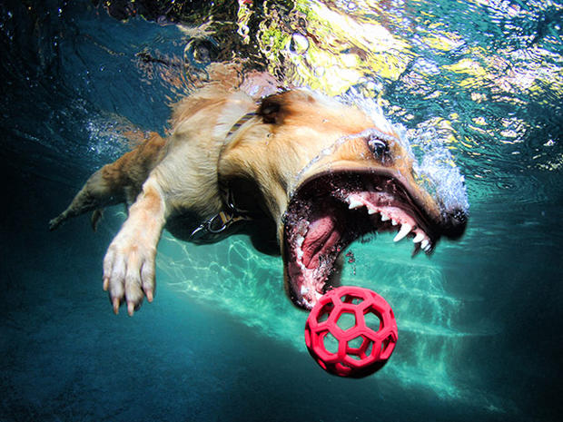 Dogs-Underwater-009.jpg 