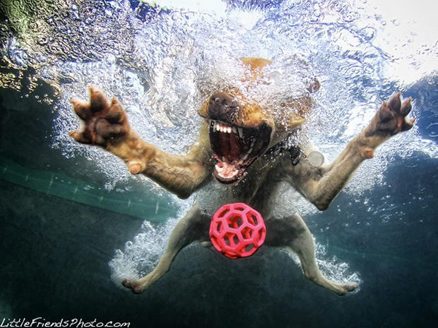 Dogs-Underwater-012.jpg 
