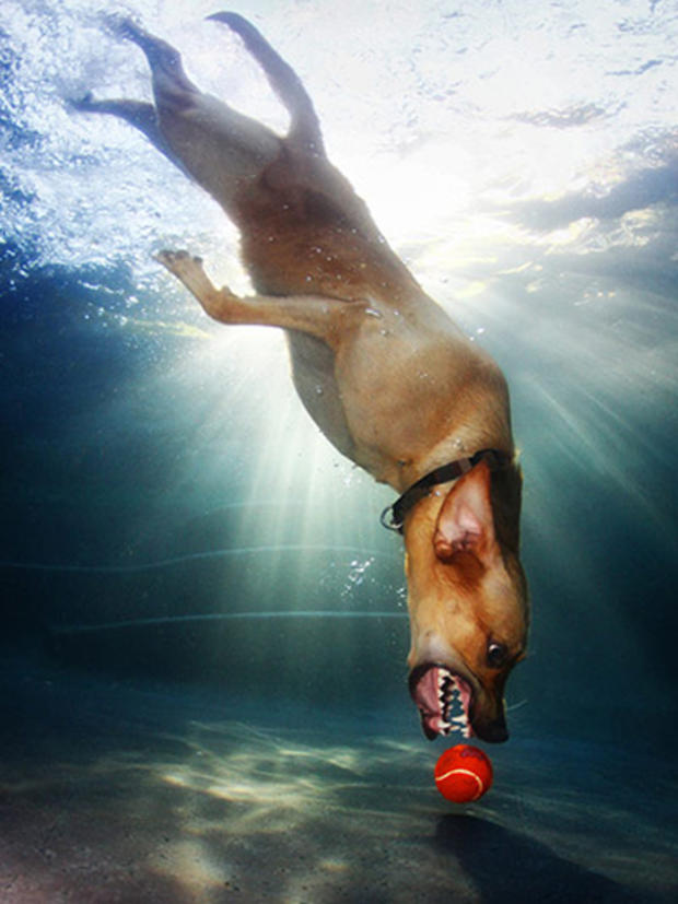Dogs-Underwater-011.jpg 