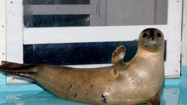 lucy-the-seal.jpg 