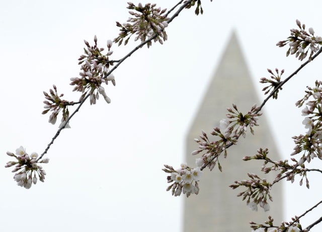 CherryBlossoms_AP120316117890.jpg 
