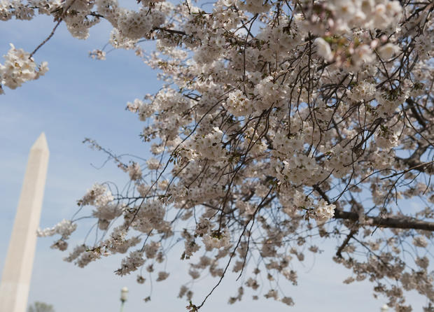 CherryBlossoms_141392663.jpg 
