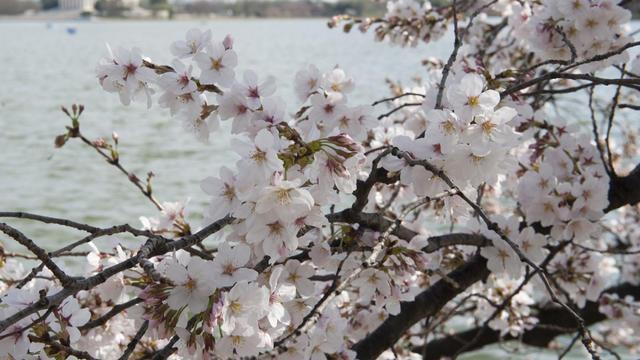 CherryBlossoms_141392688.jpg 