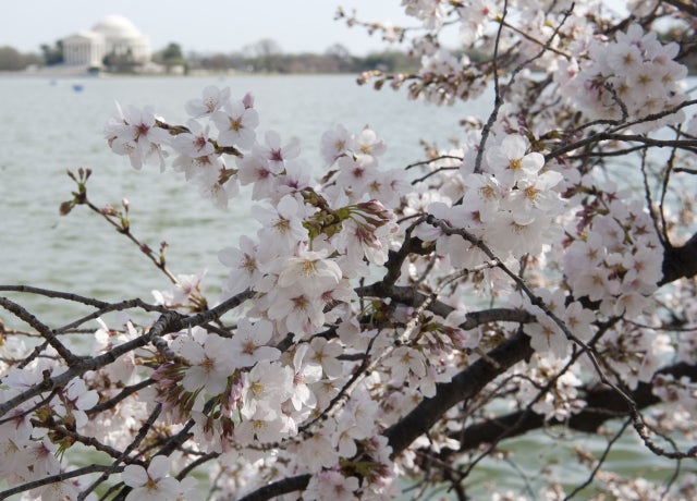 CherryBlossoms_141392688.jpg 