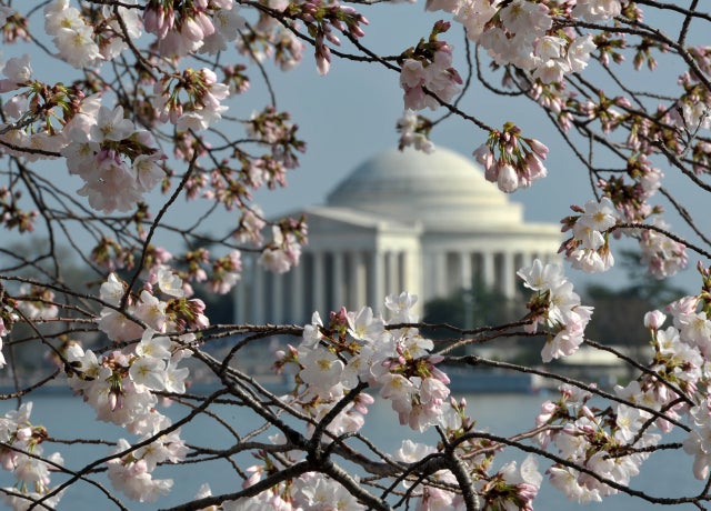 cherry_blossoms_141501106.jpg 
