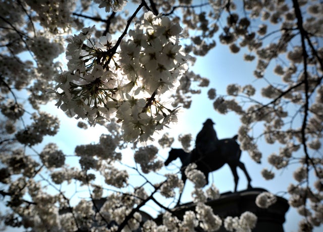 chrerry_blossoms_141501616.jpg 