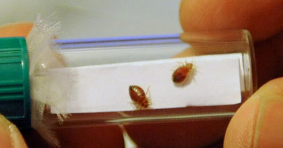 Study La Ranks 5th Among Top Bed Bug Cities In America Cbs Los Angeles