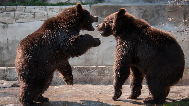 grizzly-cubs-sparring-photo-by-mark-m-gaskill-phoenix-innovate.jpg 