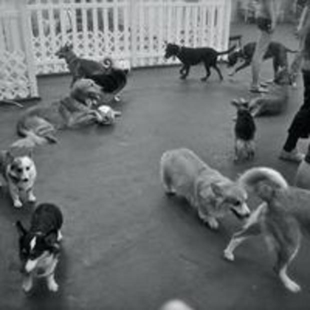 Ruff House Dogs Playing 