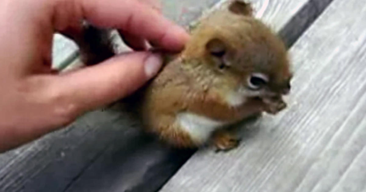 baby red fox squirrel