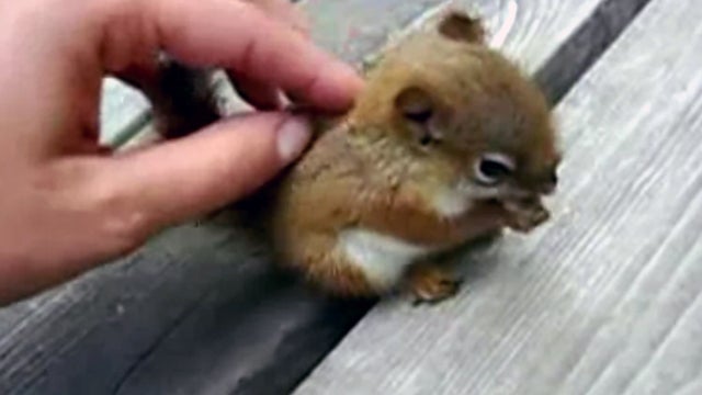 Baby_Squirrel_copy.jpg 