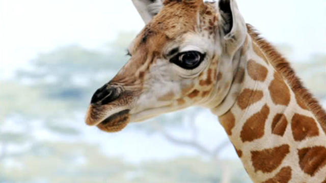 giraffe.jpg 
