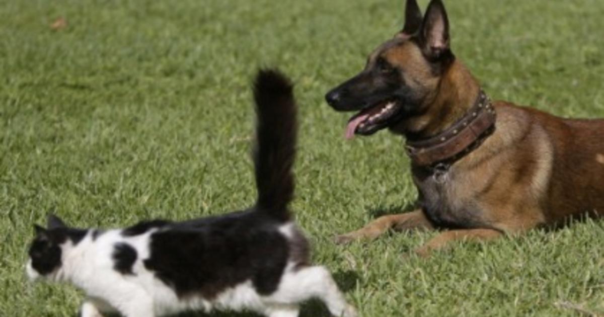 Dogs And Cats Can Detect Illness - CBS Philadelphia