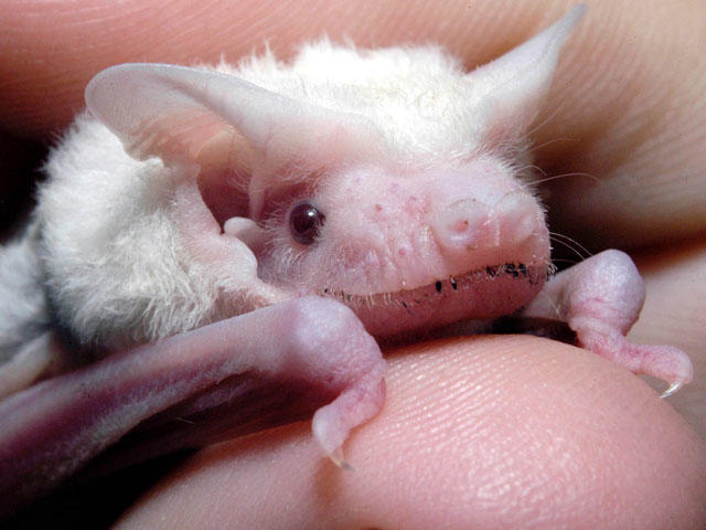 albino baby animals