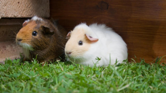 guinea-pigs.jpg 