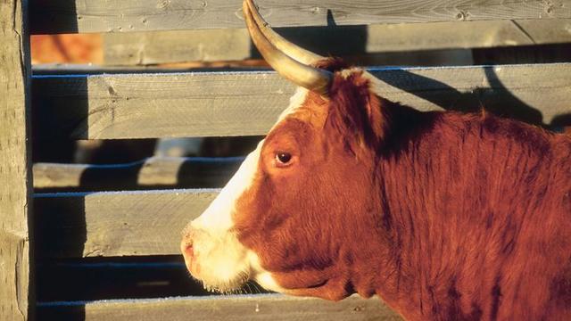 bull-cow-cattle.jpg 