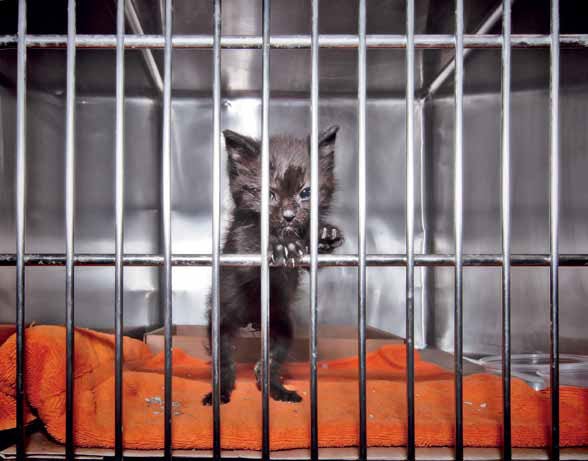 ANIMALSHELTER-BOOK-011.jpg 