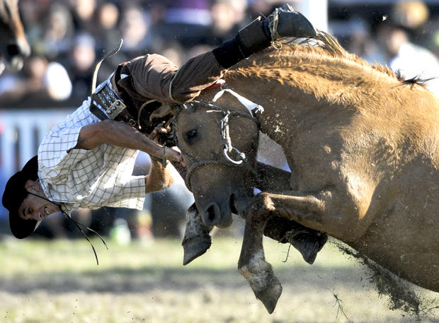 A gaucho or cowboy falls down after riding a horse 