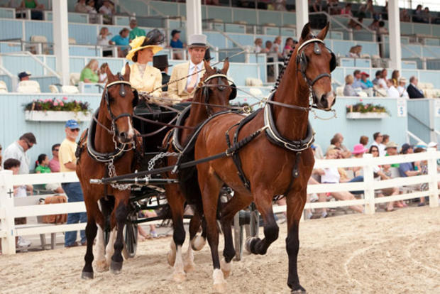 Devon Horse Carriage Racing 