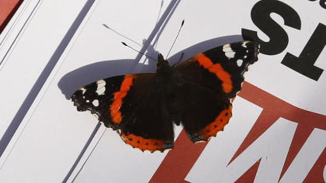 red_admiral_butterfly_134283235.jpg 