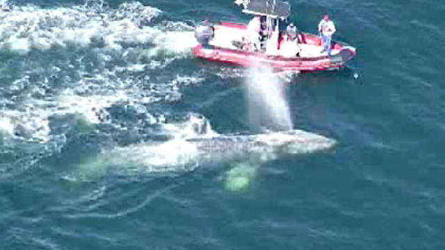 san-clemente-whale-rescue.jpg 