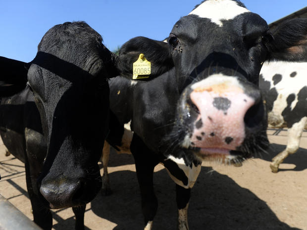 USDA investigates mad cow source 