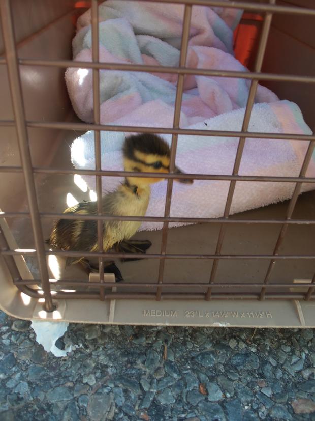 rescued-duckling.jpg 