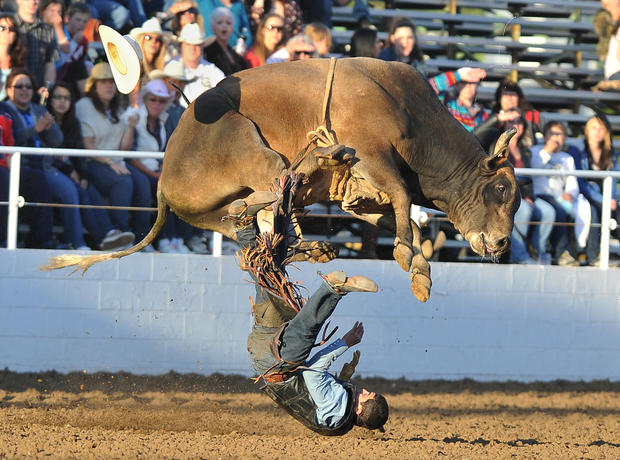 Bull rider Elliot Jacoby  is thrown nearly under 