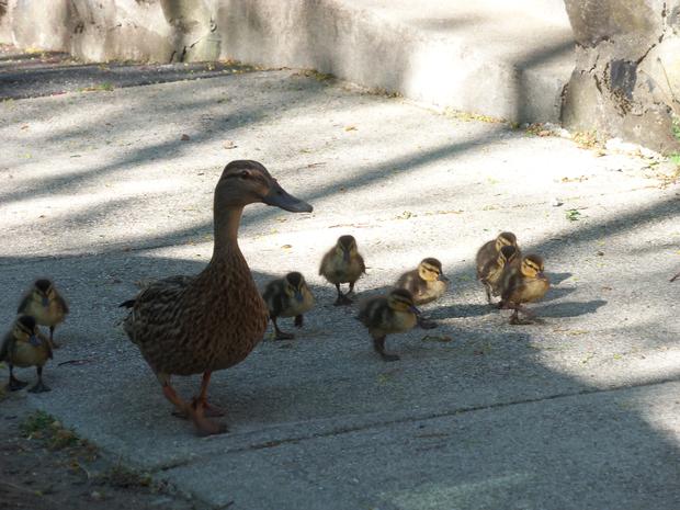 mom-and-ducklings.jpg 