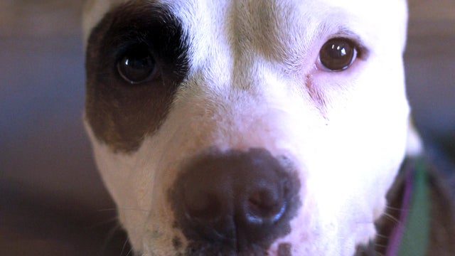ctm_pitbull_403.jpg 
