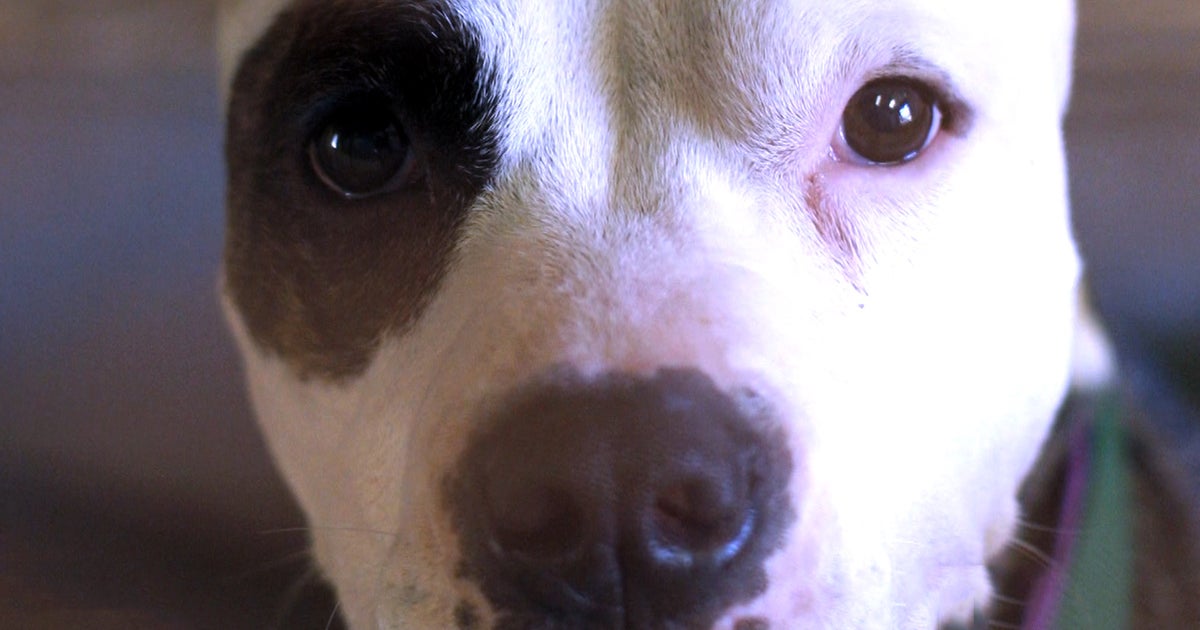 Pit bulls no longer seen as 