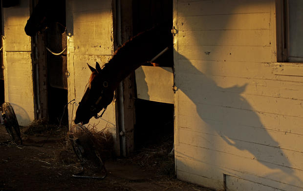 A horse is seen in it's stable as the sun rises at Churchill Downs  