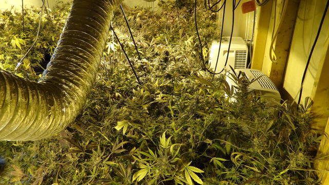 marijuana-grow1.jpg 