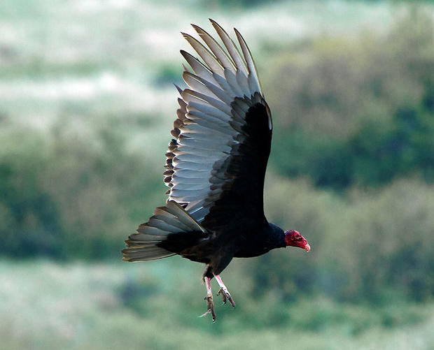 turkey-vulture.jpg 