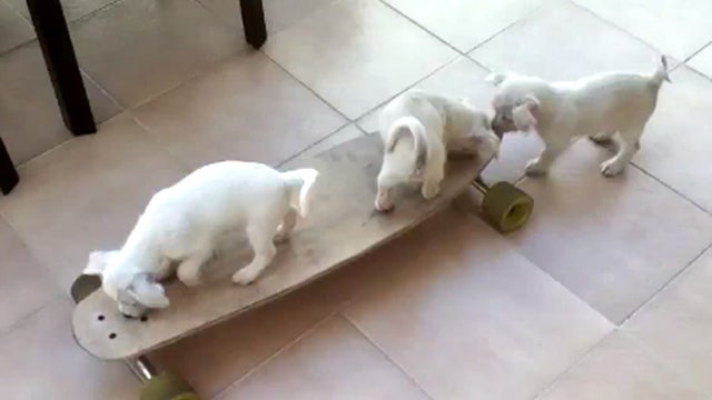 Puppies_Skateboarding_copy.jpg 