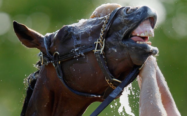 Went the Day Well gets a bath 