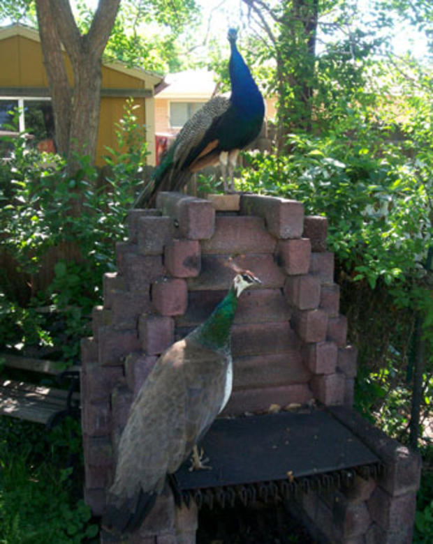peacocks-in-back-yard-010.jpg 