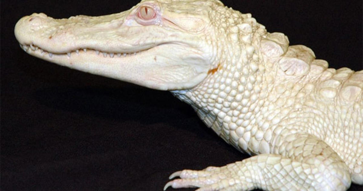 Rare White Alligator Arrives At Attleboro Zoo Cbs Boston
