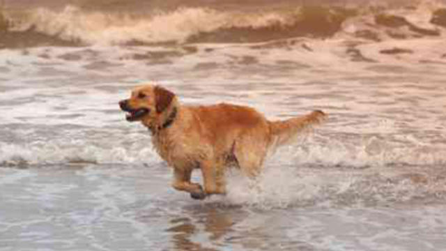 dog-on-beach1.jpg 