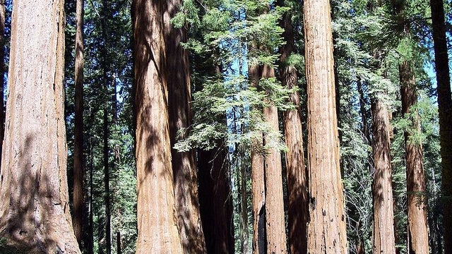 Sequoia-national-park.jpg 