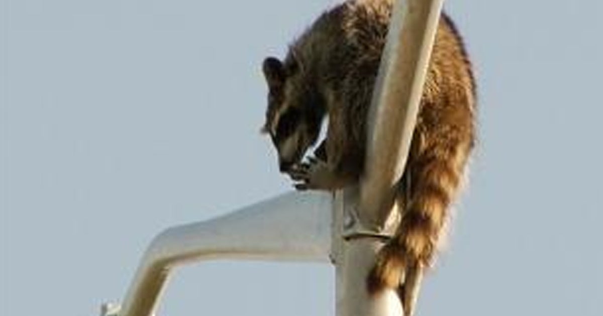 Happy ending for raccoon stuck atop light pole - CBS News