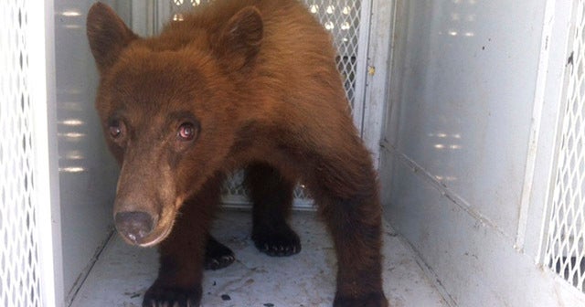 Bear crashes graduation in Bakersfield CBS News