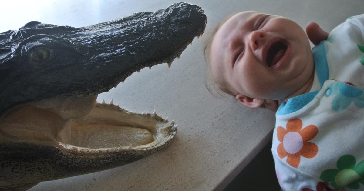 The Alligator and the Infant What Could Possibly Go Wrong? CBS Los