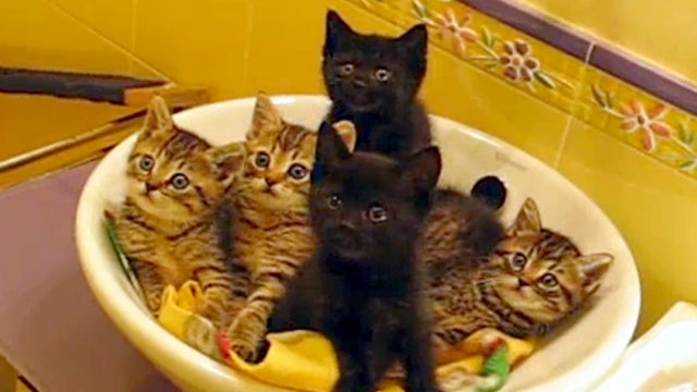 Five_Kittens_copy.jpg 
