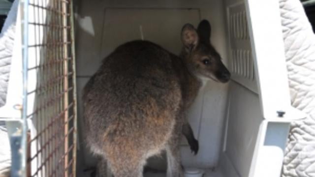 wallaby.jpg 