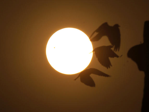 Birds fly past as Venus appears as a black dot on the left side of the sun 