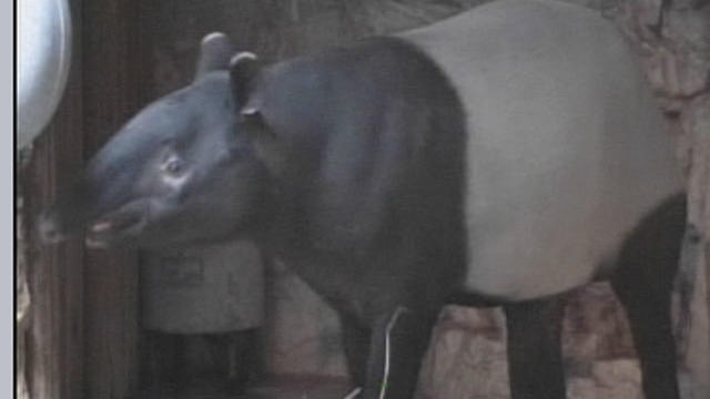 tapir.jpg 