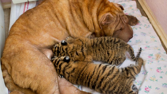 In this picture taken, Monday, June 4, 2012, Shar Pei dog Cleopatra feeds two baby tigers in the Black Sea resort of Sochi, southern Russia. Two baby tigers whose mother refused to feed them found an unusual wet nurse, a wrinkled, sand-colored Shar Pei do 